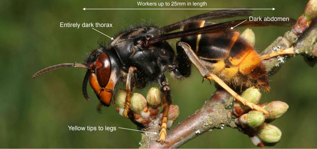How to Identify and Deal with Asian Hornets
