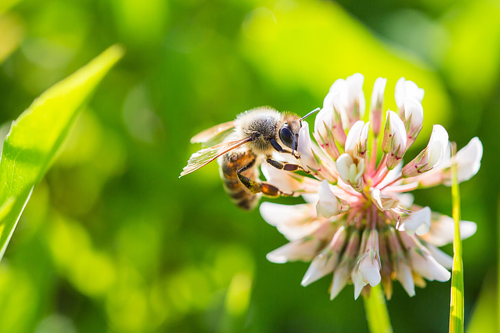 Bee-Friendly Planting – Plan Now for Next Year